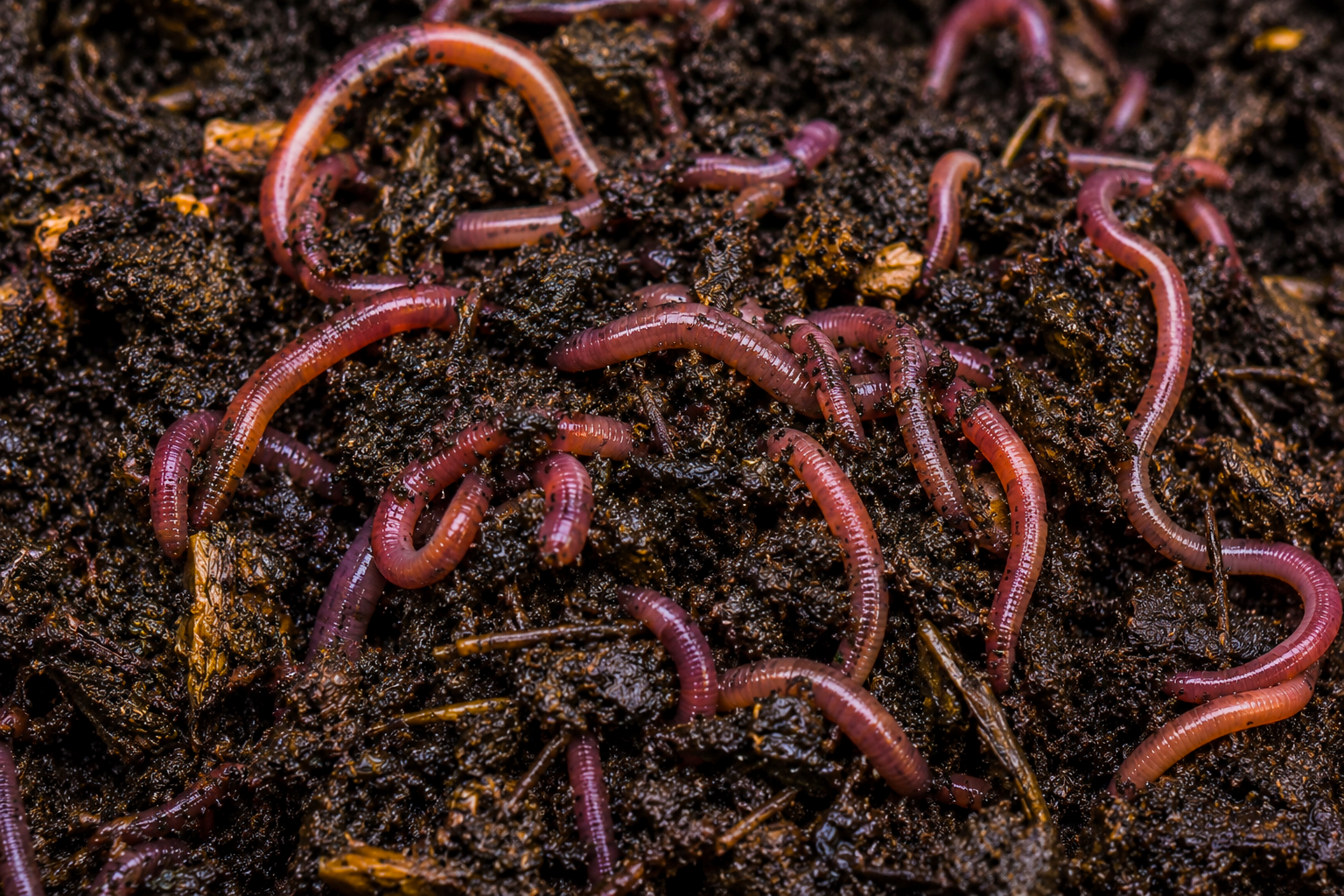 Live Earthworms